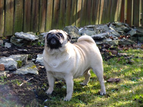 A dog image from https://images.dog.ceo/breeds/pug/DSCF7495-2.jpg