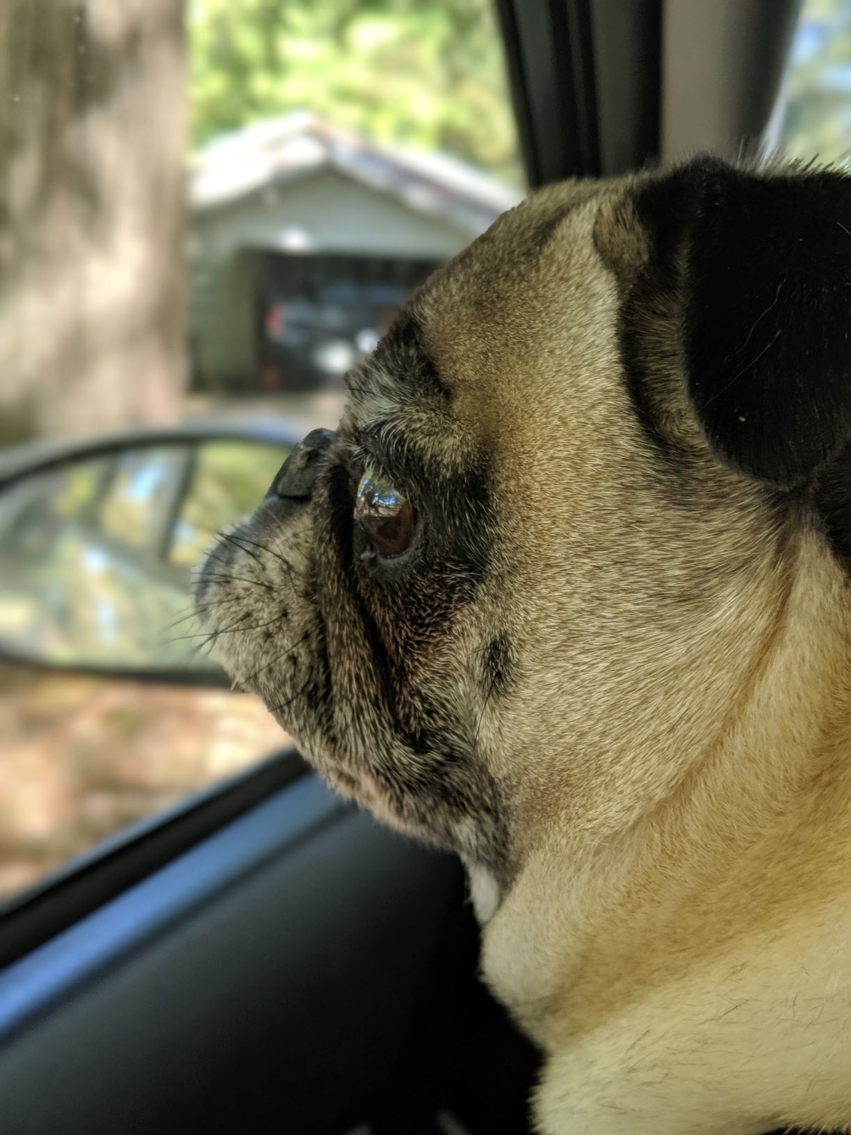 A dog image from https://images.dog.ceo/breeds/pug/anotherbb.jpg