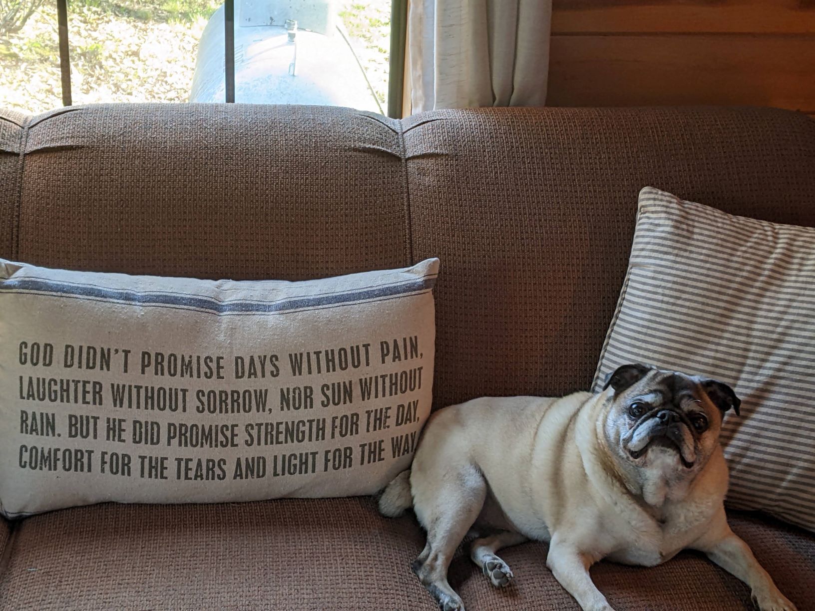 Pug