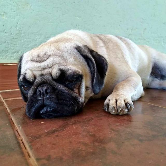 pug