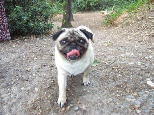 A dog image from https://images.dog.ceo/breeds/pug/n02110958_10378.jpg