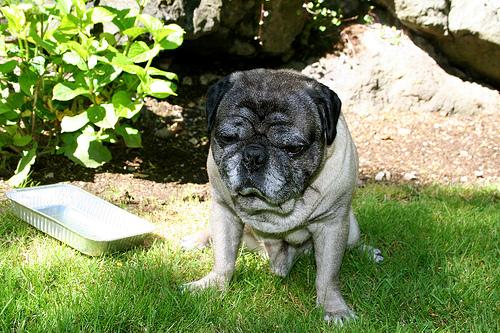 A dog image from https://images.dog.ceo/breeds/pug/n02110958_10842.jpg