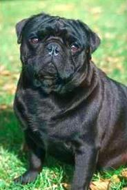 A dog image from https://images.dog.ceo/breeds/pug/n02110958_11083.jpg