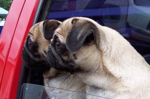 A dog image from https://images.dog.ceo/breeds/pug/n02110958_11194.jpg