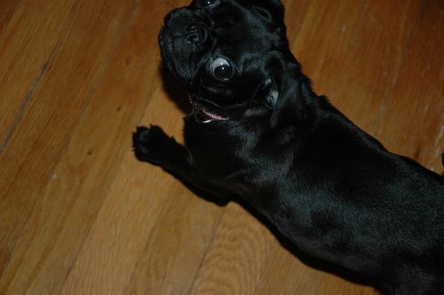 A dog image from https://images.dog.ceo/breeds/pug/n02110958_11458.jpg