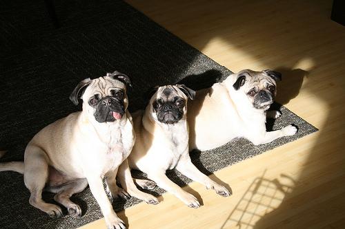 A dog image from https://images.dog.ceo/breeds/pug/n02110958_11725.jpg