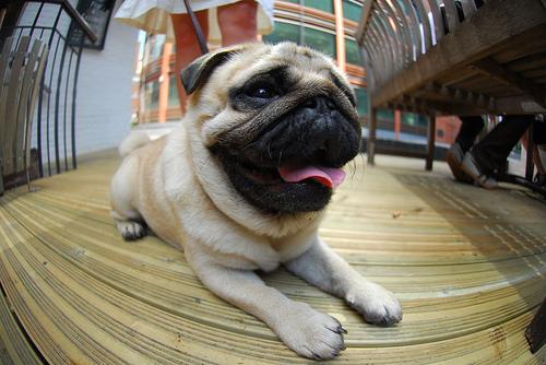 A dog image from https://images.dog.ceo/breeds/pug/n02110958_11870.jpg