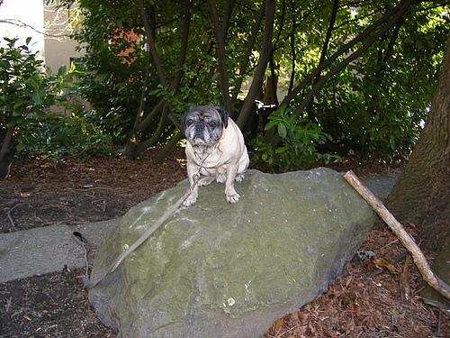 A dog image from https://images.dog.ceo/breeds/pug/n02110958_11979.jpg