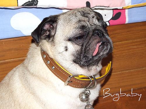 A dog image from https://images.dog.ceo/breeds/pug/n02110958_12120.jpg