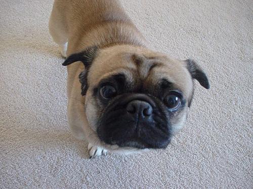 A dog image from https://images.dog.ceo/breeds/pug/n02110958_12447.jpg