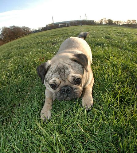 A dog image from https://images.dog.ceo/breeds/pug/n02110958_12761.jpg