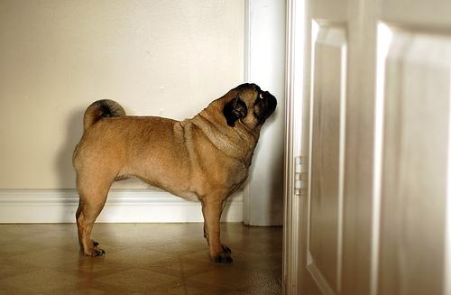 A dog image from https://images.dog.ceo/breeds/pug/n02110958_12807.jpg