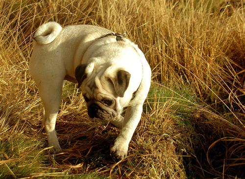 A dog image from https://images.dog.ceo/breeds/pug/n02110958_13263.jpg