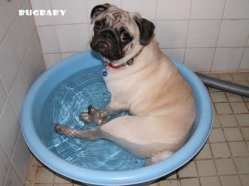 A dog image from https://images.dog.ceo/breeds/pug/n02110958_13439.jpg