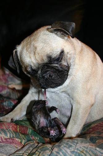 A dog image from https://images.dog.ceo/breeds/pug/n02110958_13794.jpg