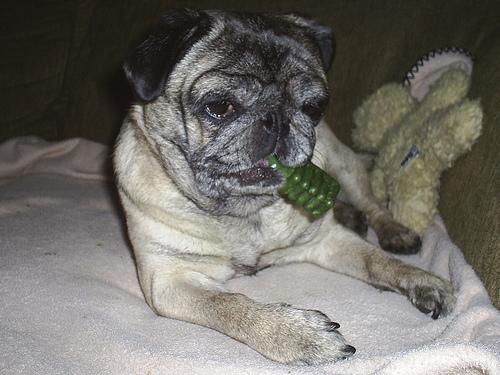 A dog image from https://images.dog.ceo/breeds/pug/n02110958_14683.jpg