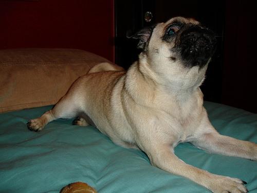 A dog image from https://images.dog.ceo/breeds/pug/n02110958_15216.jpg