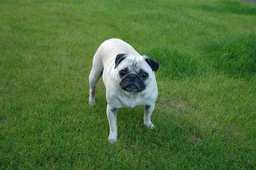 A dog image from https://images.dog.ceo/breeds/pug/n02110958_15351.jpg