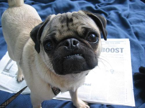 A dog image from https://images.dog.ceo/breeds/pug/n02110958_15352.jpg