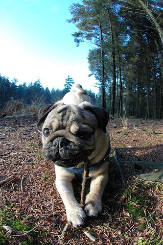 A dog image from https://images.dog.ceo/breeds/pug/n02110958_15422.jpg