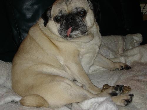 A dog image from https://images.dog.ceo/breeds/pug/n02110958_15449.jpg