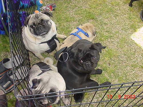 A dog image from https://images.dog.ceo/breeds/pug/n02110958_15746.jpg