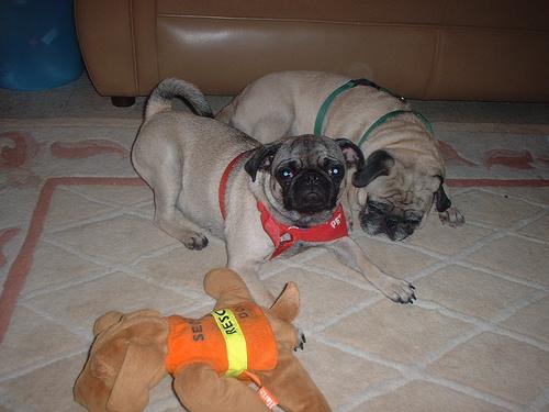 A dog image from https://images.dog.ceo/breeds/pug/n02110958_16217.jpg