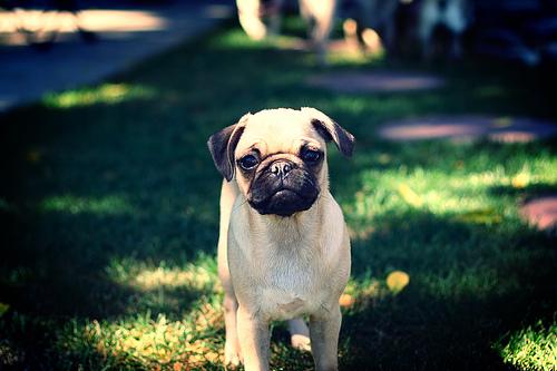 A dog image from https://images.dog.ceo/breeds/pug/n02110958_16334.jpg