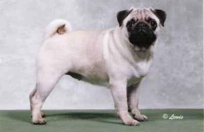 A dog image from https://images.dog.ceo/breeds/pug/n02110958_16337.jpg