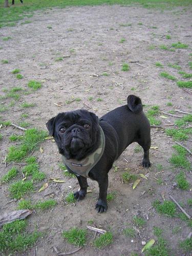 A dog image from https://images.dog.ceo/breeds/pug/n02110958_1639.jpg