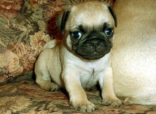 A dog image from https://images.dog.ceo/breeds/pug/n02110958_2009.jpg