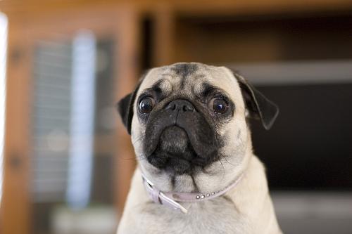 A dog image from https://images.dog.ceo/breeds/pug/n02110958_2410.jpg