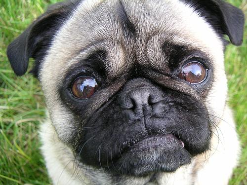 A dog image from https://images.dog.ceo/breeds/pug/n02110958_4189.jpg