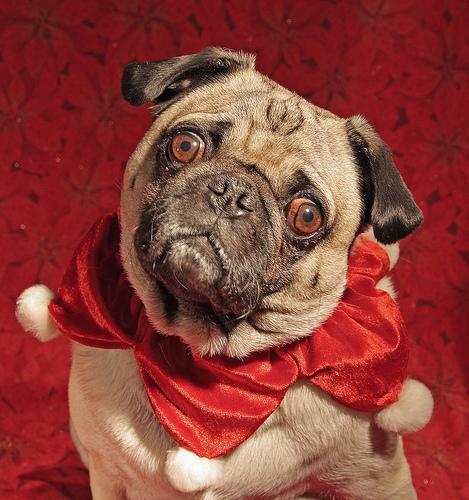 A dog image from https://images.dog.ceo/breeds/pug/n02110958_609.jpg