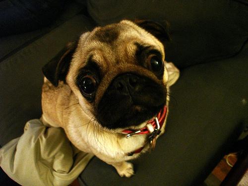 A dog image from https://images.dog.ceo/breeds/pug/n02110958_6627.jpg