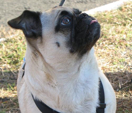 A dog image from https://images.dog.ceo/breeds/pug/n02110958_8627.jpg