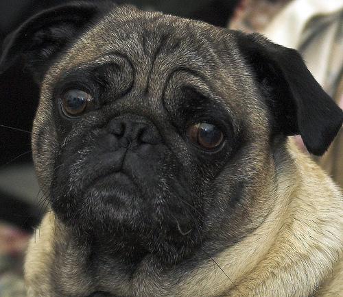 A dog image from https://images.dog.ceo/breeds/pug/n02110958_8979.jpg