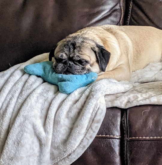 A dog image from https://images.dog.ceo/breeds/pug/willienelson.jpg