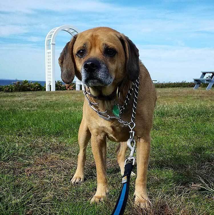 Puggle