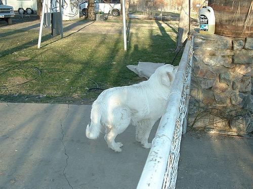 A dog image from https://images.dog.ceo/breeds/pyrenees/n02111500_1031.jpg