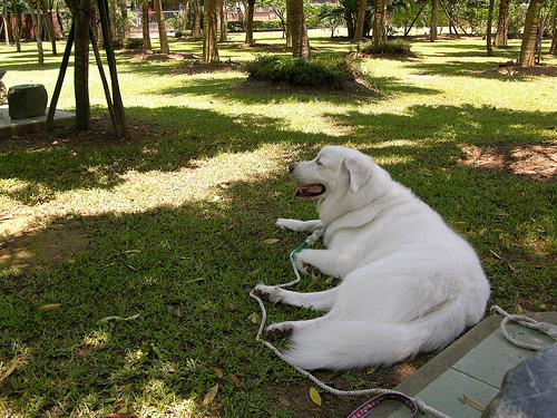 A dog image from https://images.dog.ceo/breeds/pyrenees/n02111500_1203.jpg