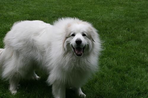 A dog image from https://images.dog.ceo/breeds/pyrenees/n02111500_1787.jpg