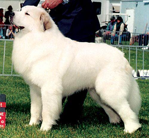 A dog image from https://images.dog.ceo/breeds/pyrenees/n02111500_1879.jpg