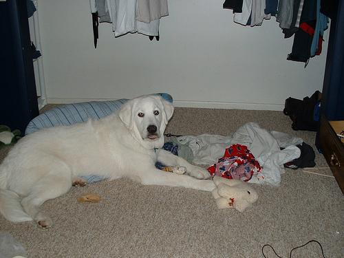 A dog image from https://images.dog.ceo/breeds/pyrenees/n02111500_1943.jpg