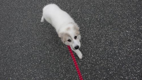 A dog image from https://images.dog.ceo/breeds/pyrenees/n02111500_2151.jpg