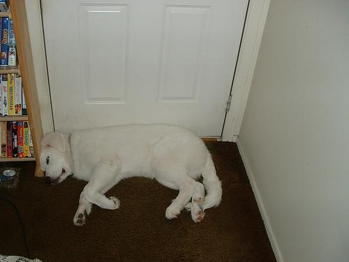 A dog image from https://images.dog.ceo/breeds/pyrenees/n02111500_2232.jpg