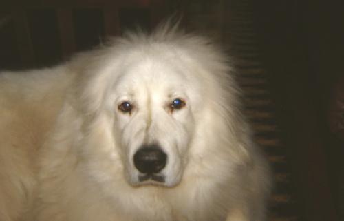 A dog image from https://images.dog.ceo/breeds/pyrenees/n02111500_260.jpg