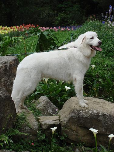 A dog image from https://images.dog.ceo/breeds/pyrenees/n02111500_2747.jpg