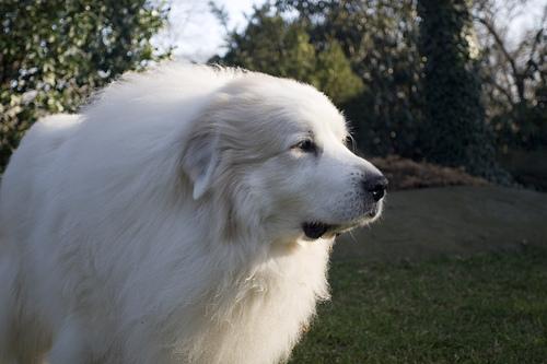 A dog image from https://images.dog.ceo/breeds/pyrenees/n02111500_3306.jpg