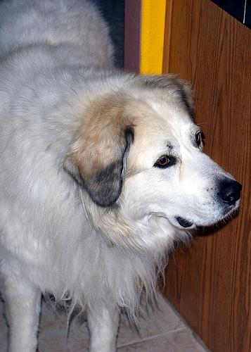 A dog image from https://images.dog.ceo/breeds/pyrenees/n02111500_3333.jpg